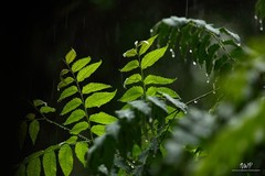 Sunlit Leaves in the Rain Fine Art Nature Photography Print 11×14