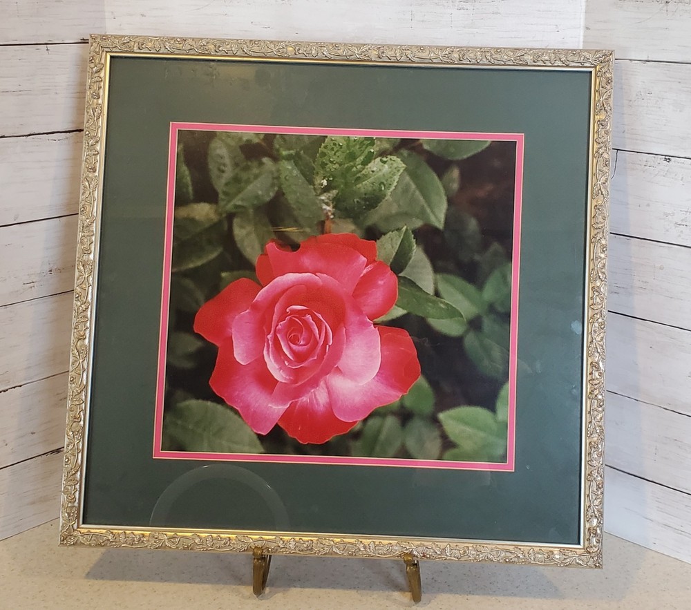 Professionally Framed Mounted Pink Rose Photography Art Silver Ornate Frame 21″