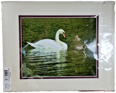 Original Photo Art Print Swan Photography Matted Signed by Ann Copeland Sealed