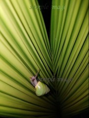 Sri Lanka Green Snail, Unframed, Nature photograph, Nature Lover Gift, 12″ x 18″