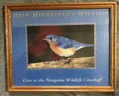 Eastern Bluebird (Sialia sialis) Framed Photo for Helping Minnesota’s Wildlife