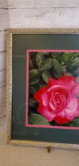 Professionally Framed Mounted Pink Rose Photography Art Silver Ornate Frame 21″