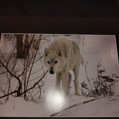 White Wolf Photograph Art Print-Winter Scene. Image 11.75×17 with 18×24 Mat