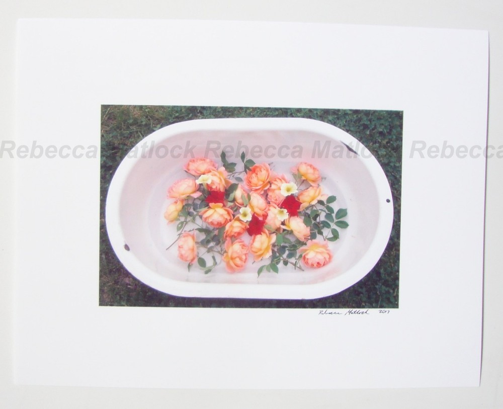 Enamel Tub of ROSES Flowers Original Photography SIGNED 2017 Fresh Bouquet