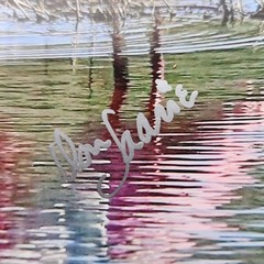 Art Photography Sea Birds Don Saarie Signed 4×6 Print Photos 3 Beach Ocean Decor