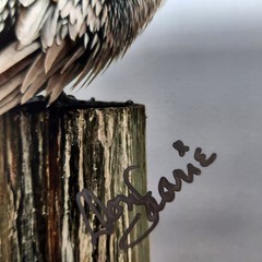 Art Photography Sea Birds Don Saarie Signed 4×6 Print Photos 3 Beach Ocean Decor