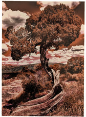 ACEO 4-pack Photographs, Mountains Trees Grass Seasons, River,CurvedTree, Color