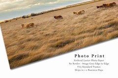 Cows in Tall Prairie Grass Texas Western Farm Ranch Cattle Photography Print