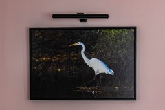 MAGNIFICENT GREAT EGRET CANVAS PRINT