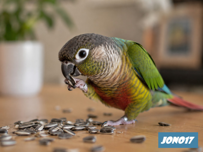 Digital Image Picture Photo Wallpaper Background Desktop AI Art – conure