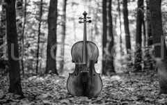 Digital Image Cello in Forest High-Contrast B&W Art Wallpaper Background Desktop
