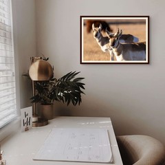 13×19 Fine Art Photography Print – Colorado Pronghorns – Archival Photo Paper