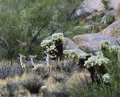 FOUR COYOTES Original Howling PHOTO Cave Creek BLACK MOUNTAIN Arizona 11″ x 14″