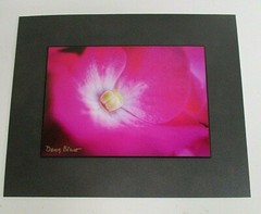 Signed Nature Floral Pink Flower Photo on Dura Plaq by Doug Blunt 8×10 (A13)
