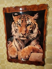 Tiger Photograph Solid Wood Glossed