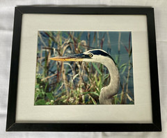 Blue Heron Framed Photograph Picture 14″ x 12″ signed by Capt Spider 2003 FL