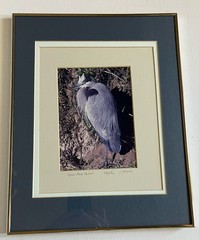 Framed And Matted Photograph Great Blue Heron Signed 14 X 11 Inches