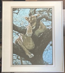 RARE Photographer Signed Limited Edition Photograph Print 1974 Lazy Lioness EUC!