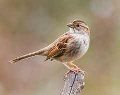 White-Throated Sparrow Bird 11×14 Photograph Print 11″x14″
