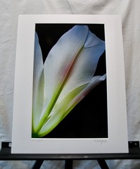 Original Photography Art Print “Calla”
