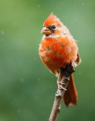 Male Northern Cardinal Bird 11×14 Photograph Print 11″x14″