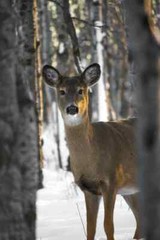 Digital Image Picture Photo Pic Wallpaper Background Brown Deer Under Trees 1495