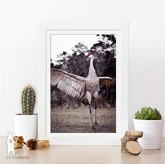 Sandhill Crane – Fine Art Nature Photography by Bear8Photo