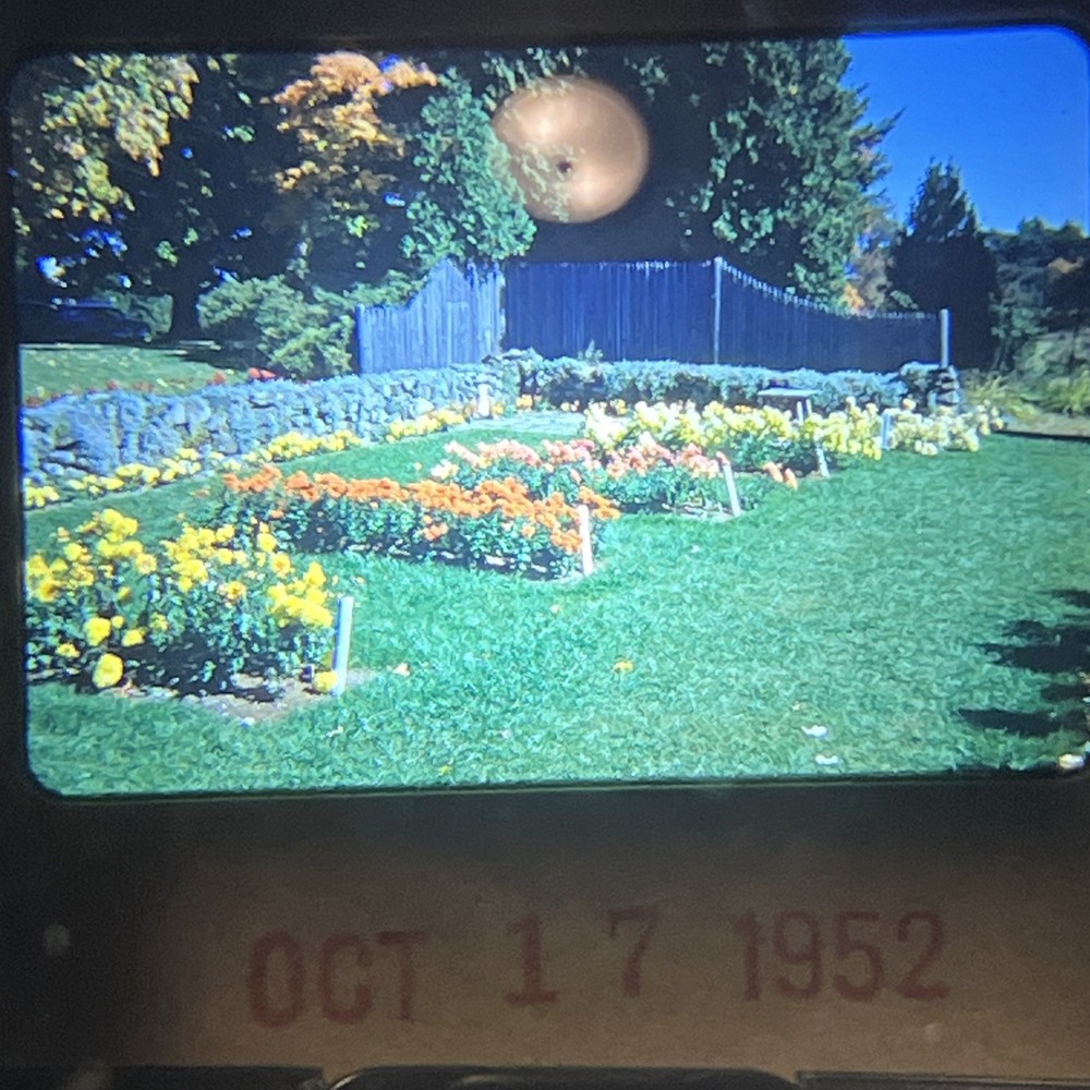 “PRETTY AUTUMN FLOWER GARDEN” 1952 Nature Photography FLORAL FLOWERS COLOR