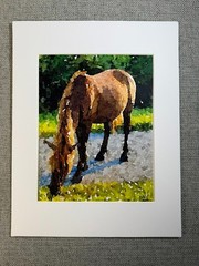 Wild Mustang Digital Watercolor Original Photograph 8 X 10 Mat 11 X 14 – Signed