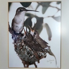 Vtg 1981 Framed Art Photograph Hummingbird Bird Nest Artist Signed Ed Brown OOAK