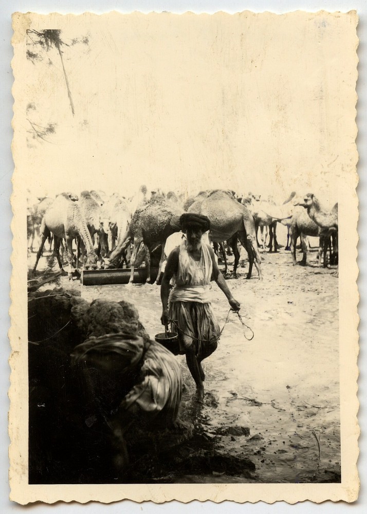 Africa Algeria El Aouinet Portrait Homme Dromedary – Photo Antique – An. 1950