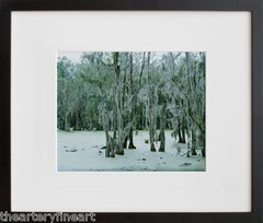 DORTHE ALSTRUP ‘Untitled, Swamp #2’, 2003 SIGNED Photograph #199/200 Ltd Ed NEW!