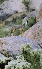 FOUR COYOTES Original Howling PHOTO Cave Creek BLACK MOUNTAIN Arizona 11″ x 14″