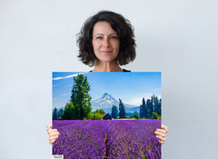 Lavender Dreams: Mt Hood Lavender Fields Landscape Wall Art Flower Print
