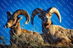 Digital Photo Image Wallpaper Background Bighorn Sheep