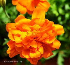 photo art flowers