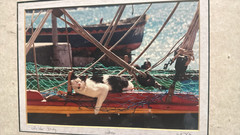 Limited Edition #126/350 Cats Life Italy Photo Signed 11×14 Matted Art Cat