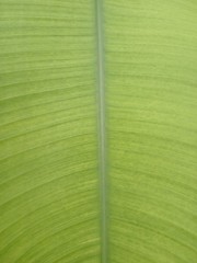 Photograph Green leaves 2 Beautiful Sri Lanka Photo Image Nature Picture Print