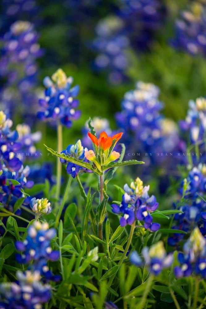 Flower Photography Print – Picture of Indian Paintbrush and Texas Bluebonnets