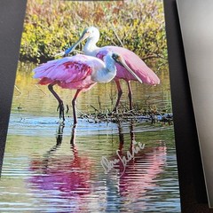 Art Photography Sea Birds Don Saarie Signed 4×6 Print Photos 3 Beach Ocean Decor