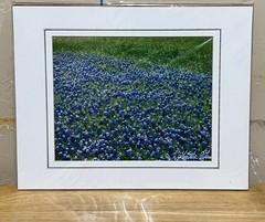 Color photograph signed matted 11 x 14 inch Texas Bluebonnets field