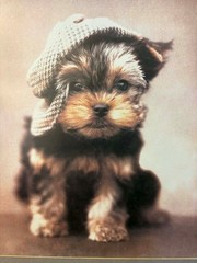 Vintage Dog in A News Boy Cap.Framed Color Photo Reprint 16″x17″. Frame 15X12″.