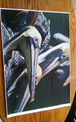19×13 Digital Art Photograph Pelican Birds Flock Close Up