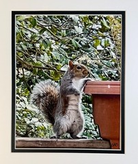 6 Pack Squirrel Digital Watercolor Original Photograph 8 X 10 Mat 11 X 14 Signed
