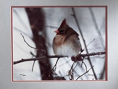 Thomas D. Mangelsen Framed Female Cardinal Signed no. 502 of 950