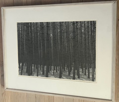 Sandy Noyes Signed Original Art Photograph: Pines In The Sun, Layton, N.J. 1977