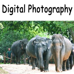 Photo Digital Wallpaper Image Background Elephants Sri Lanka
