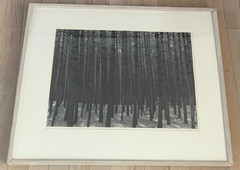 Sandy Noyes Signed Original Art Photograph: Pines In The Sun, Layton, N.J. 1977
