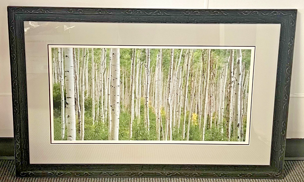 Large Wall Art Photo Picture Birch Print 15”x30” Framed & Matted 27”x42”