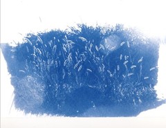 🎁 Set 16: Original Handmade Cyanotype Print Greeting Cards Set of 12pcs